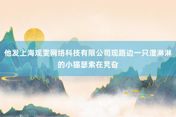 他发上海观雯网络科技有限公司现路边一只湿淋淋的小猫瑟索在旯旮